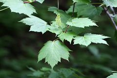 Acer ukurunduense