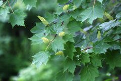 Acer ukurunduense