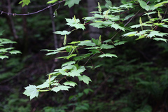 Acer ukurunduense