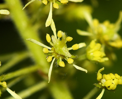 Acer ukurunduense