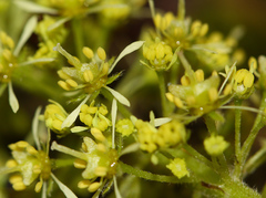 Acer ukurunduense