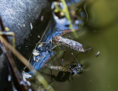 Culiseta incidens