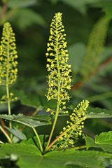 Acer ukurunduense