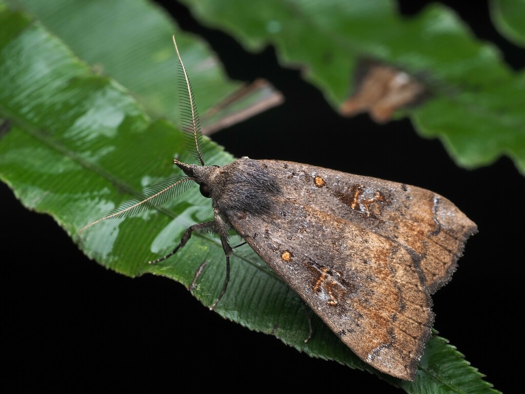 Slender owlet moth