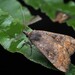 Slender Owlet Moth - Photo (c) Saryu Mae, some rights reserved (CC BY), uploaded by Saryu Mae