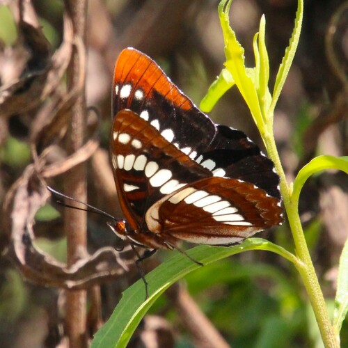 iNaturalist observation photo of Lorquin's Admiral
