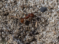 Pogonomyrmex subdentatus