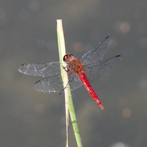 iNaturalist observation photo of Red-tailed Pennant