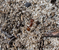 Pogonomyrmex subdentatus