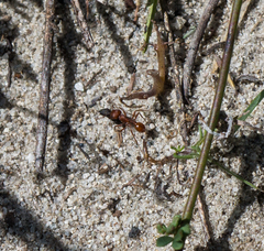 Pogonomyrmex subdentatus