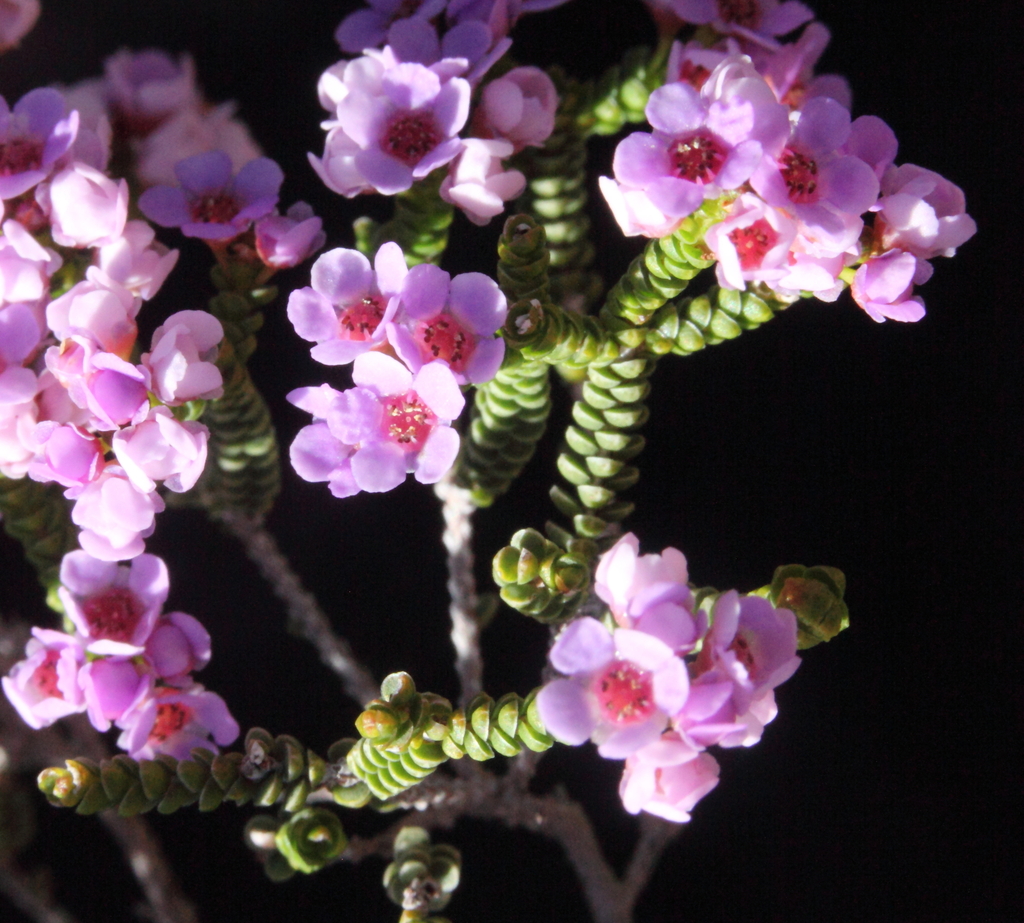 Thryptomene caduca
