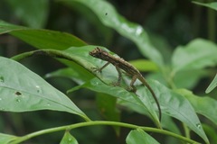 Anolis trachyderma