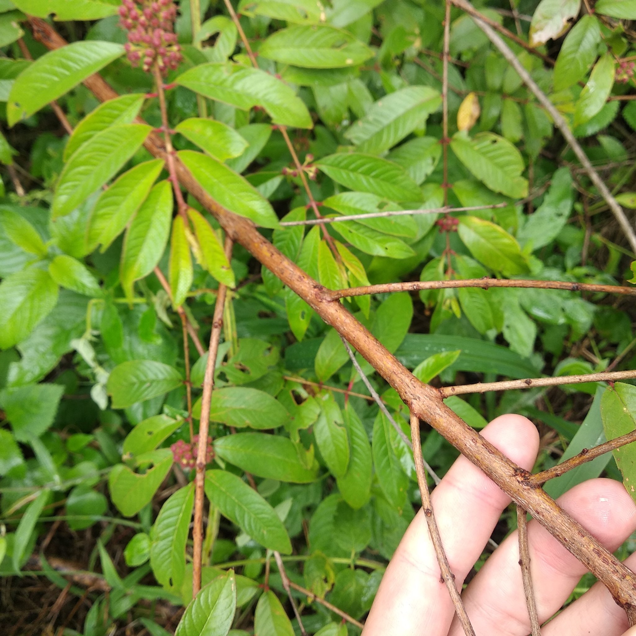 Adenaria floribunda image