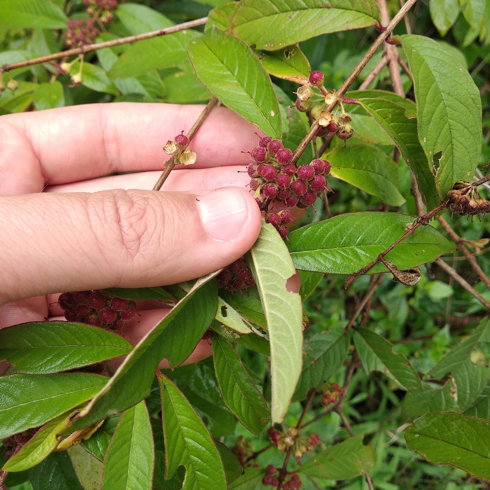 Adenaria floribunda image