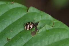 Platyphora fulvicornis