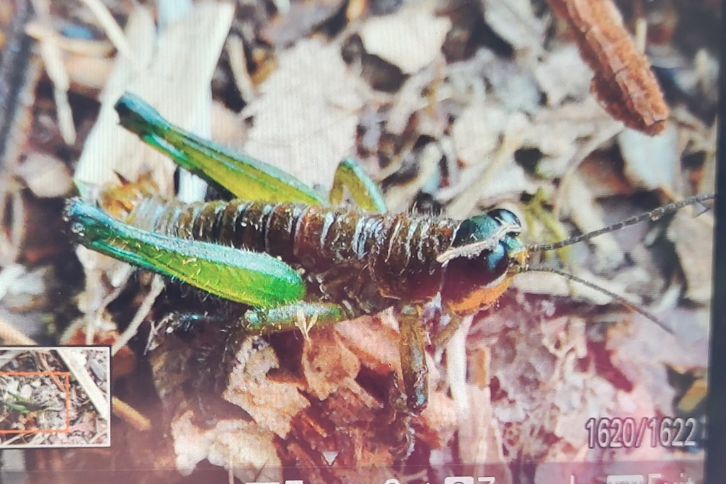 Urubamba elegans