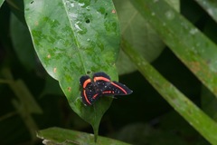 Amarynthis meneria