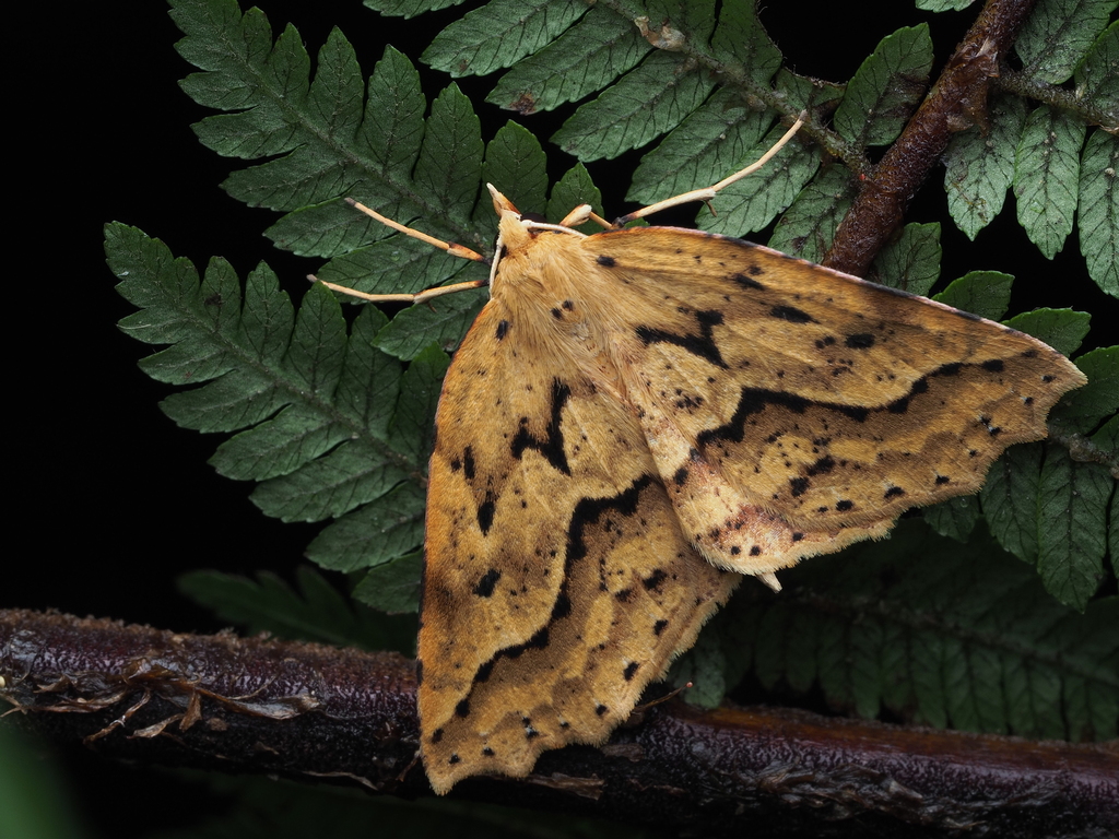 Oblique-Waved Fern Looper