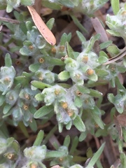 Lasiopogon