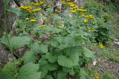 Caucasalia macrophylla