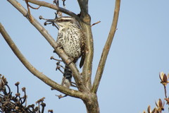 Campylorhynchus jocosus