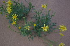 Jacobaea schischkiniana