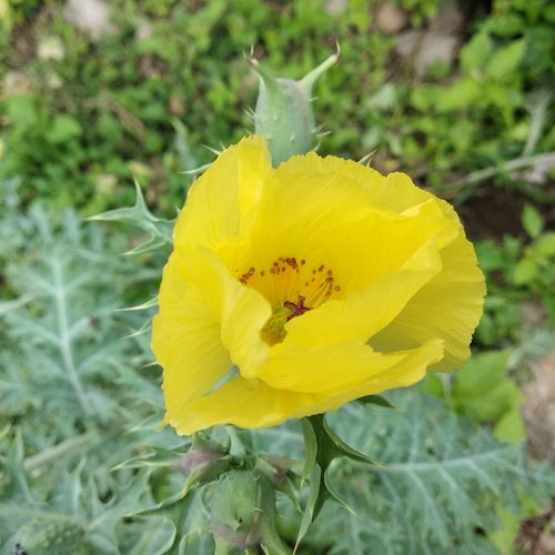 Papaveraceae image