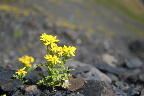 Eastern Groundsel