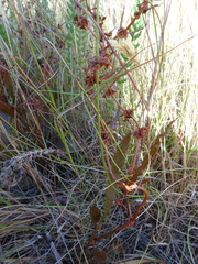 Rumex flexuosus