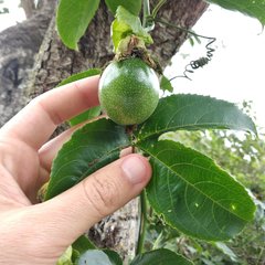 Passiflora edulis image