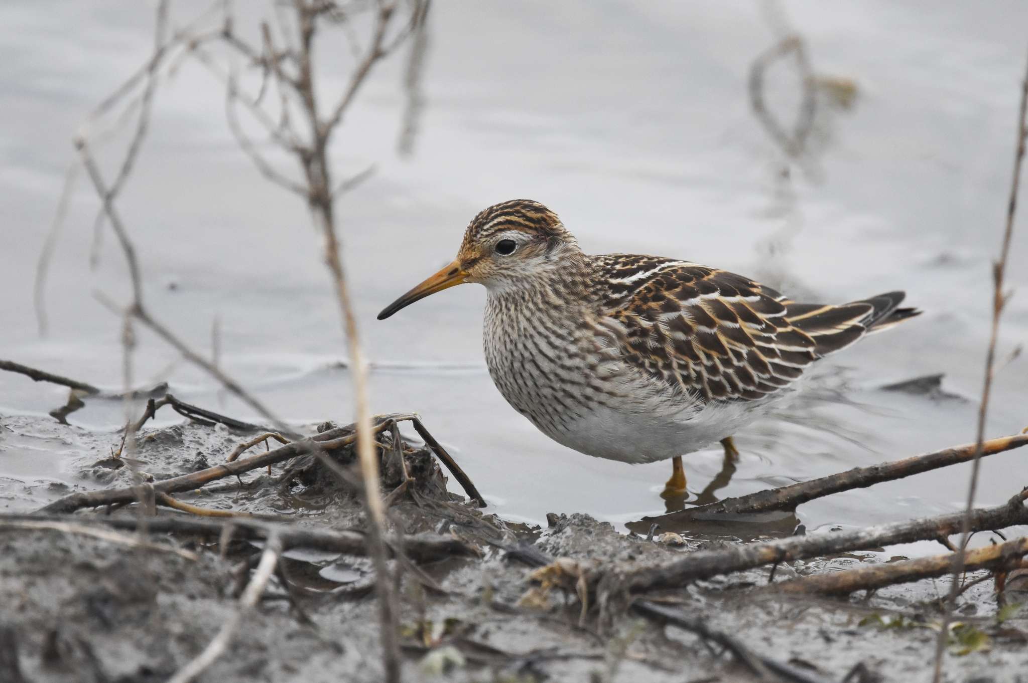calidris melanotos Pectoral Sandpiper (Calidris melanotos) · iNaturalist