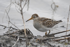 Pectoral Sandpiper photo 2