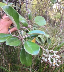 Brachyglottis rotundifolia