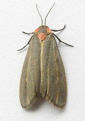 Haematomis uniformis photo 4