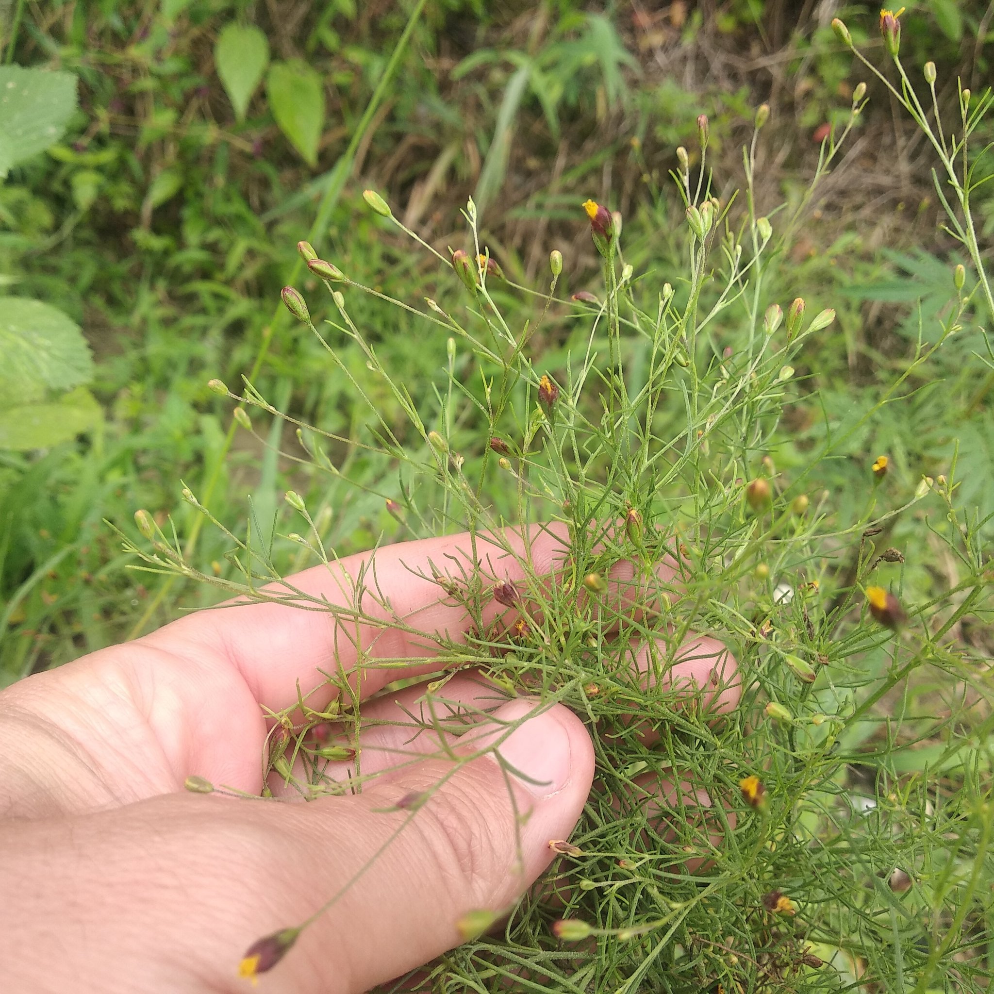 Schkuhria pinnata image