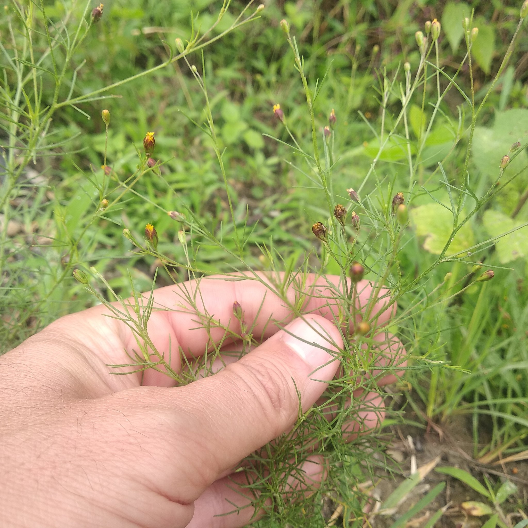 Schkuhria pinnata image