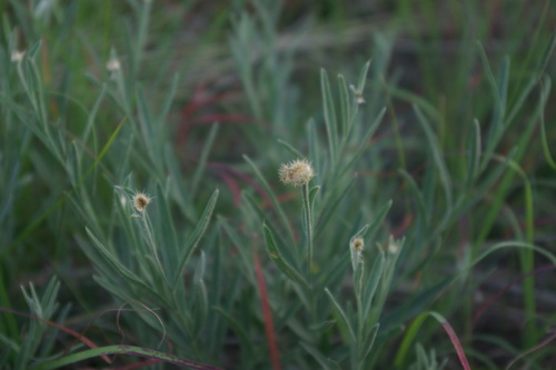 Awarian Centaury