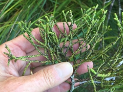 Lepidothamnus intermedius