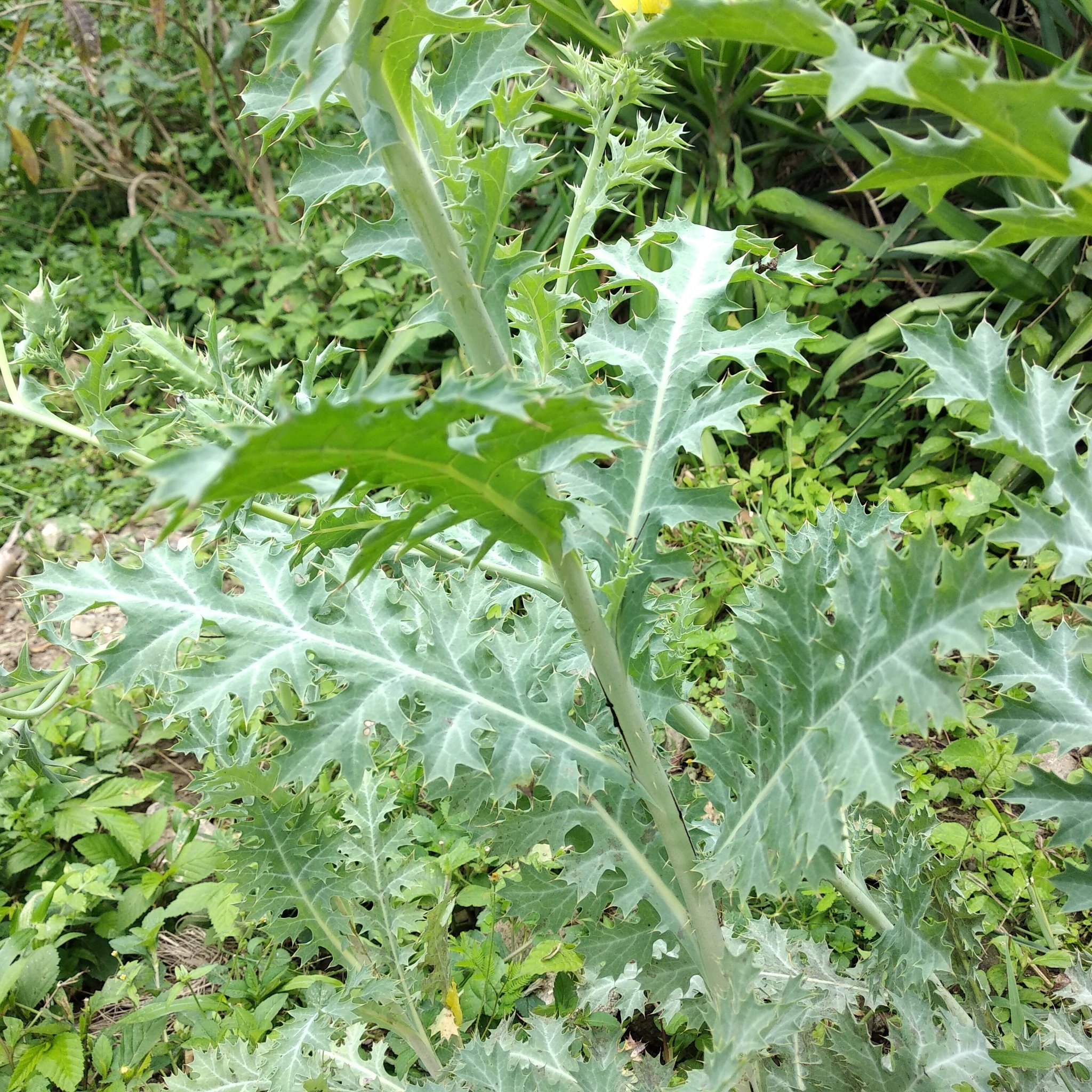 Argemone mexicana image