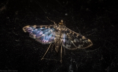 Rhimphalea sceletalis