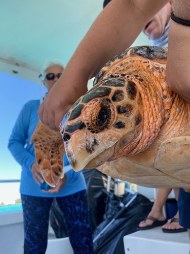 Hawksbill Sea Turtle