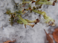 Cladonia gracilis image