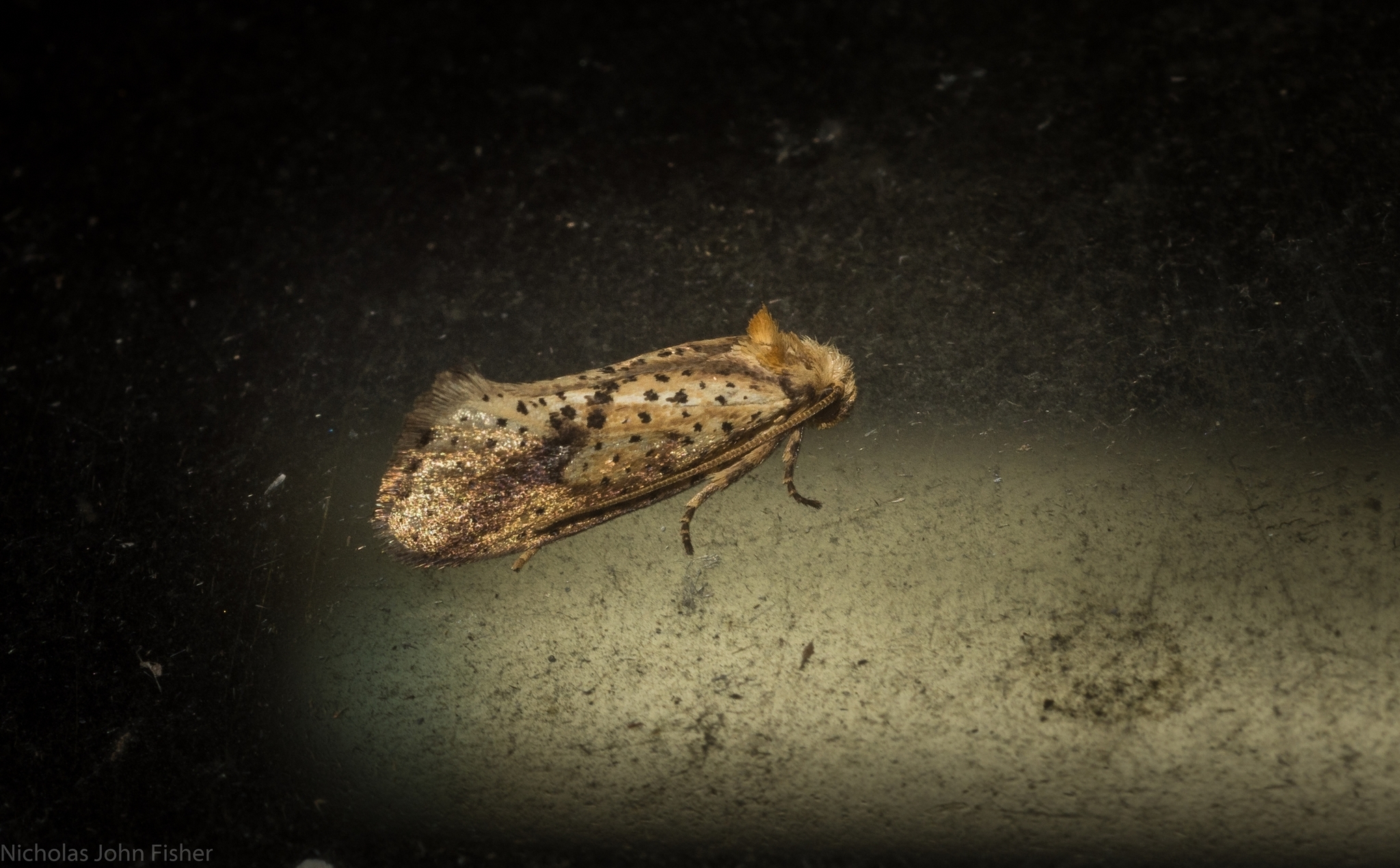Palaephatidae