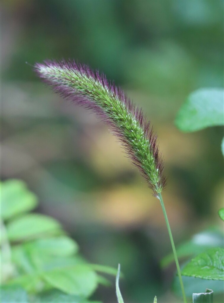 Green Bristle Grass from Hastings County, ON, Canada on August 24, 2023