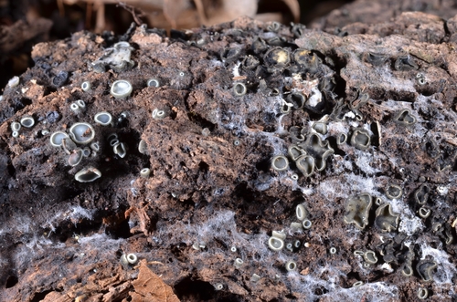 Mollisia olivascens image