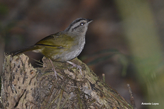 Arremonops chloronotus