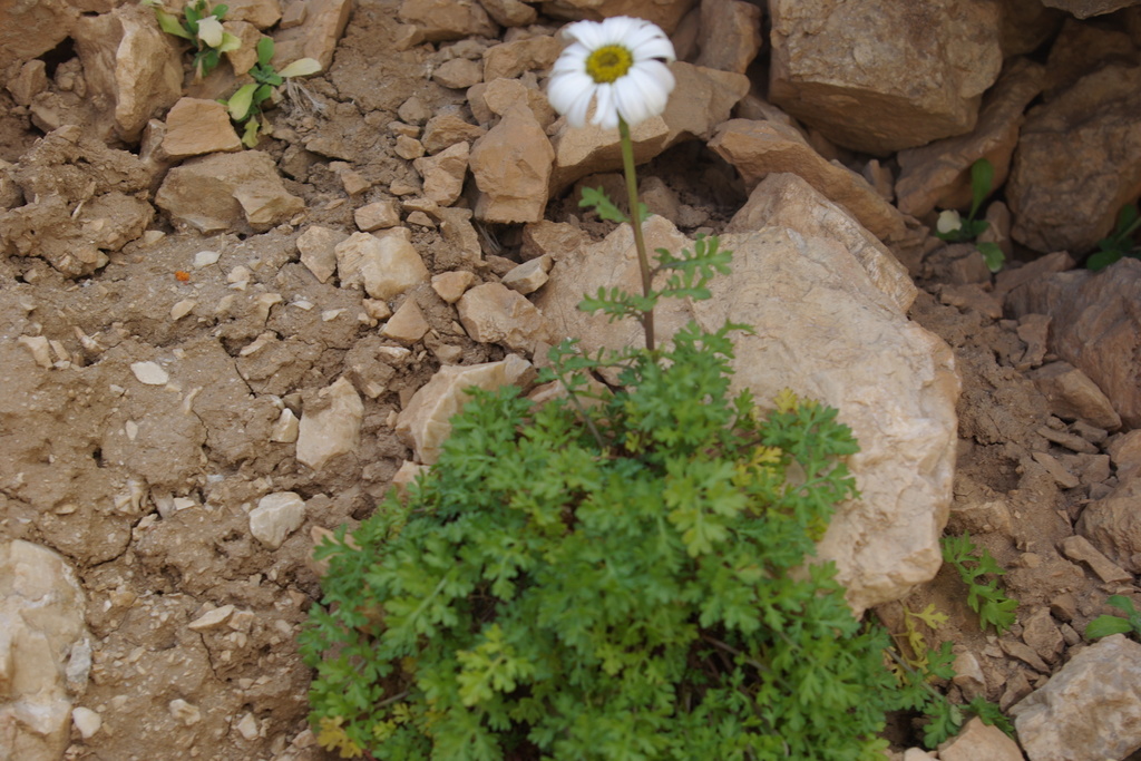 Tanacetum daghestanicum