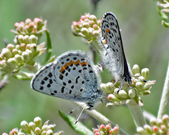 Euphilotes heracleoides