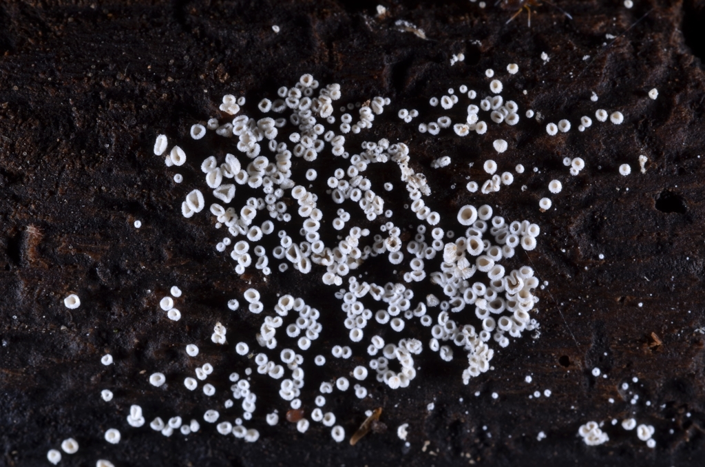 Episphaeria