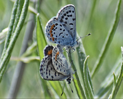 Euphilotes heracleoides